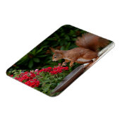 Magnet Flexible Écureuil rouge et blanc avec Fleur rouge Bush (Côté Gauche)