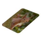 Magnet Flexible Écureuil roux (Côté Gauche)