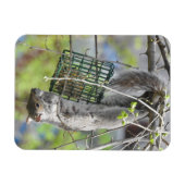 Magnet Flexible Écureuil S'accrochant à l'envers manger (Horizontal)