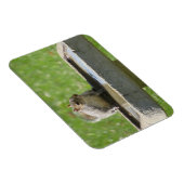 Magnet Flexible Écureuil soif sur le aimant de bain d'oiseaux (Côté Droit)
