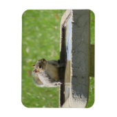 Magnet Flexible Écureuil soif sur le aimant de bain d'oiseaux (Vertical)