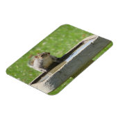 Magnet Flexible Écureuil soif sur le aimant de bain d'oiseaux (Côté Gauche)