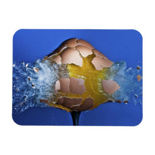 Magnet Flexible Eggceptional