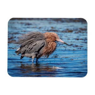 Magnet Flexible Egret rouge sur North Beach