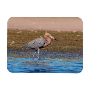 Magnet Flexible Egret rouge sur North Beach