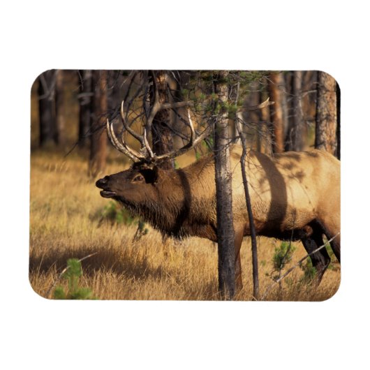 Magnet Flexible élan, Cervus elaphus, taureau bugles dans un brûlé (Horizontal)