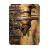 Magnet Flexible élan, Cervus elaphus, taureau bugles dans un brûlé (Vertical)