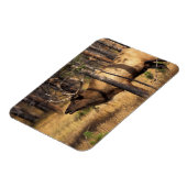 Magnet Flexible élan, Cervus elaphus, taureau bugles dans un brûlé (Côté Gauche)