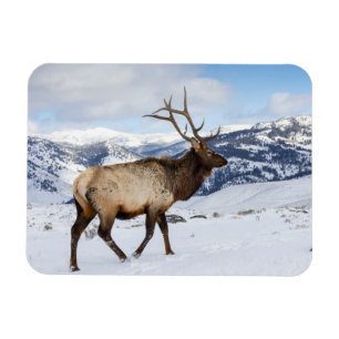 Magnet Flexible Élan mâle solitaire   Parc national de Yellowstone