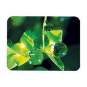 Magnet Flexible Elegant Dew Drops on Green Leaves (Horizontal)
