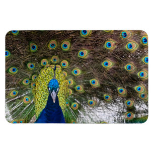 Magnet Flexible Élégant Peacock Open Plumage