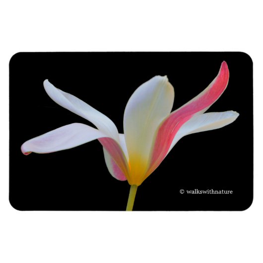 Magnet Flexible Élégante Lady Tulip Fleurs roses blanches (Horizontal)