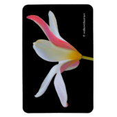 Magnet Flexible Élégante Lady Tulip Fleurs roses blanches (Vertical)