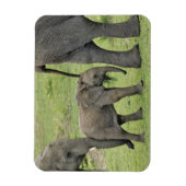 Magnet Flexible Eléphant africain avec bébé (Vertical)