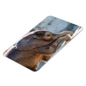 Magnet Flexible Eléphant bébé (Côté Gauche)