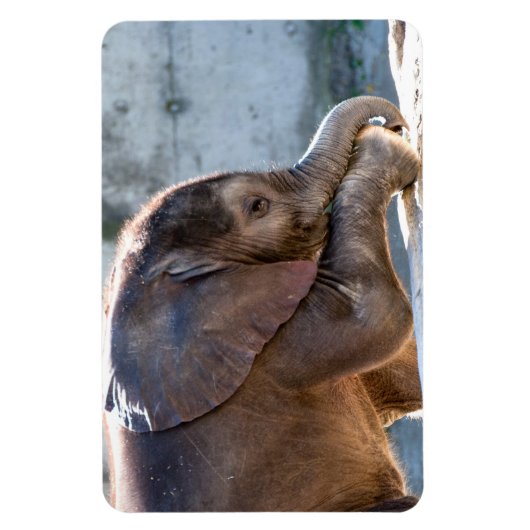 Magnet Flexible Eléphant bébé (Vertical)