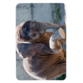 Magnet Flexible Eléphant bébé (Vertical)