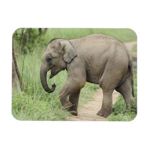 Magnet Flexible Éléphant bébé suivant sa mère, Corbett