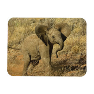 Magnet Flexible Éléphant d'Afrique bébé, Loxodonta Africana,