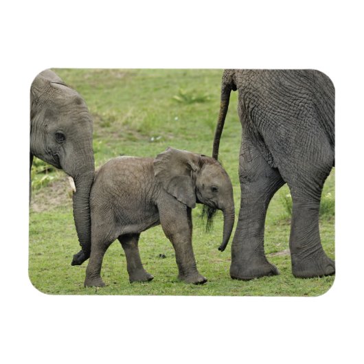Magnet Flexible Éléphant d'Afrique femelle avec bébé (Horizontal)
