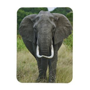 Magnet Flexible Éléphant d'AfriqueLoxodonta, Masai Mara Game