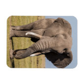 Magnet Flexible Éléphant dans une pose agressive (Horizontal)