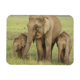 Magnet Flexible Éléphant d'Asie indien et jeunes