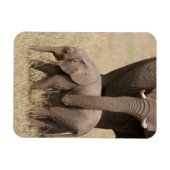 Magnet Flexible Éléphant de bébé africain avec mère (Horizontal)