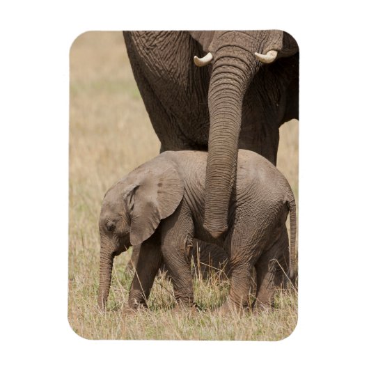 Magnet Flexible Éléphant de bébé africain avec mère (Vertical)
