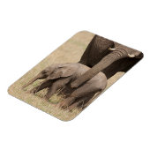Magnet Flexible Éléphant de bébé africain avec mère (Côté Gauche)