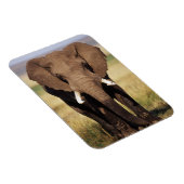 Magnet Flexible Éléphant de savane d'Afrique (Côté Droit)