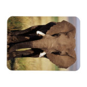 Magnet Flexible Éléphant de savane d'Afrique (Horizontal)