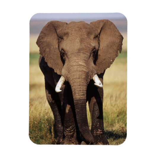 Magnet Flexible Éléphant de savane d'Afrique (Vertical)