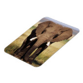 Magnet Flexible Éléphant de savane d'Afrique (Côté Gauche)