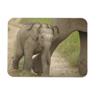 Magnet Flexible Éléphant indien / asiatique et jeune, Corbett 2