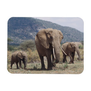 Magnet Flexible Éléphant mère marchant avec un éléphant jeune