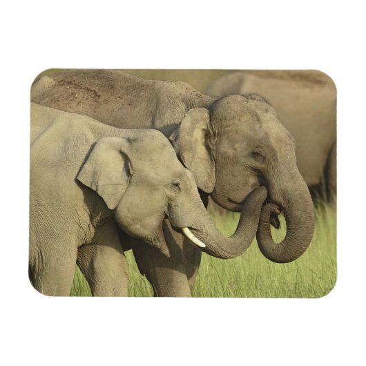 Magnet Flexible Éléphants asiatiques indiens (Horizontal)