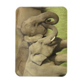 Magnet Flexible Éléphants asiatiques indiens (Vertical)