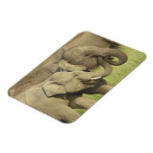 Magnet Flexible Éléphants asiatiques indiens (Côté Gauche)