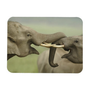 Magnet Flexible Éléphants asiatiques indiens s'amusent à se battre