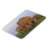 Magnet Flexible Éléphants indiens dans la prairie (Côté Gauche)