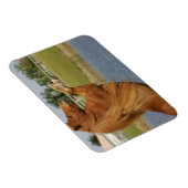 Magnet Flexible Élevage de chevaux miniatures (Côté Droit)