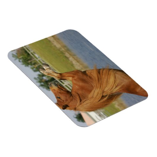 Magnet Flexible Élevage de chevaux miniatures (Côté Droit)