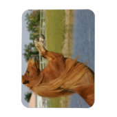 Magnet Flexible Élevage de chevaux miniatures (Vertical)