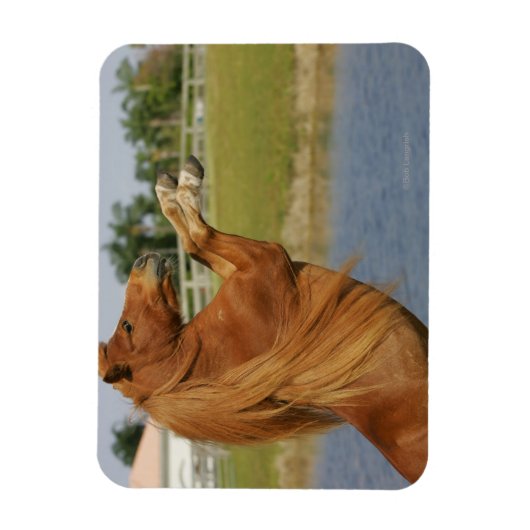 Magnet Flexible Élevage de chevaux miniatures (Vertical)