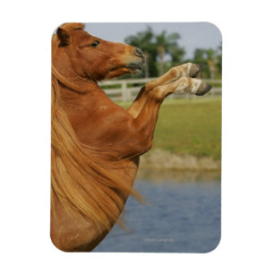Magnet Flexible Élevage miniature de cheval