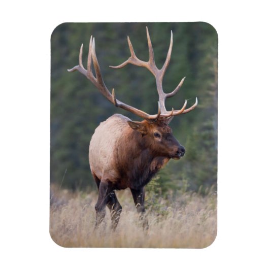 Magnet Flexible Elk de montagne Rocky (Vertical)