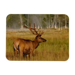 Magnet Flexible Elk de montagne Rocky   Parc national de Yellowsto