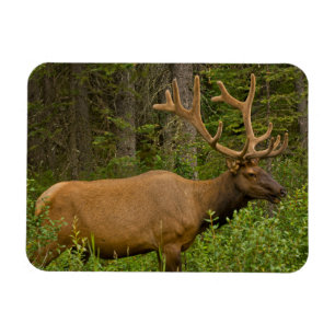 Magnet Flexible Elk mâle   Parc national Banff, Alberta, Canada