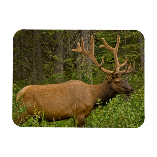 Magnet Flexible Elk mâle | Parc national Banff, Alberta, Canada (Horizontal)